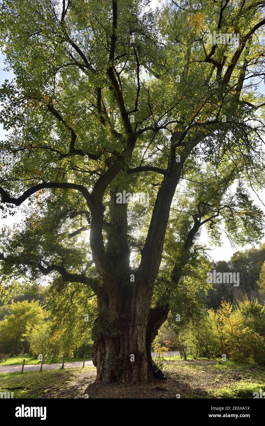 Francia, Dordogna, Brantome, Jardins de l'abbaye, peupier noir, vieux de 150 ans, au tronc d'environ 10 m de circonference classe Arbre rimarquable Foto Stock