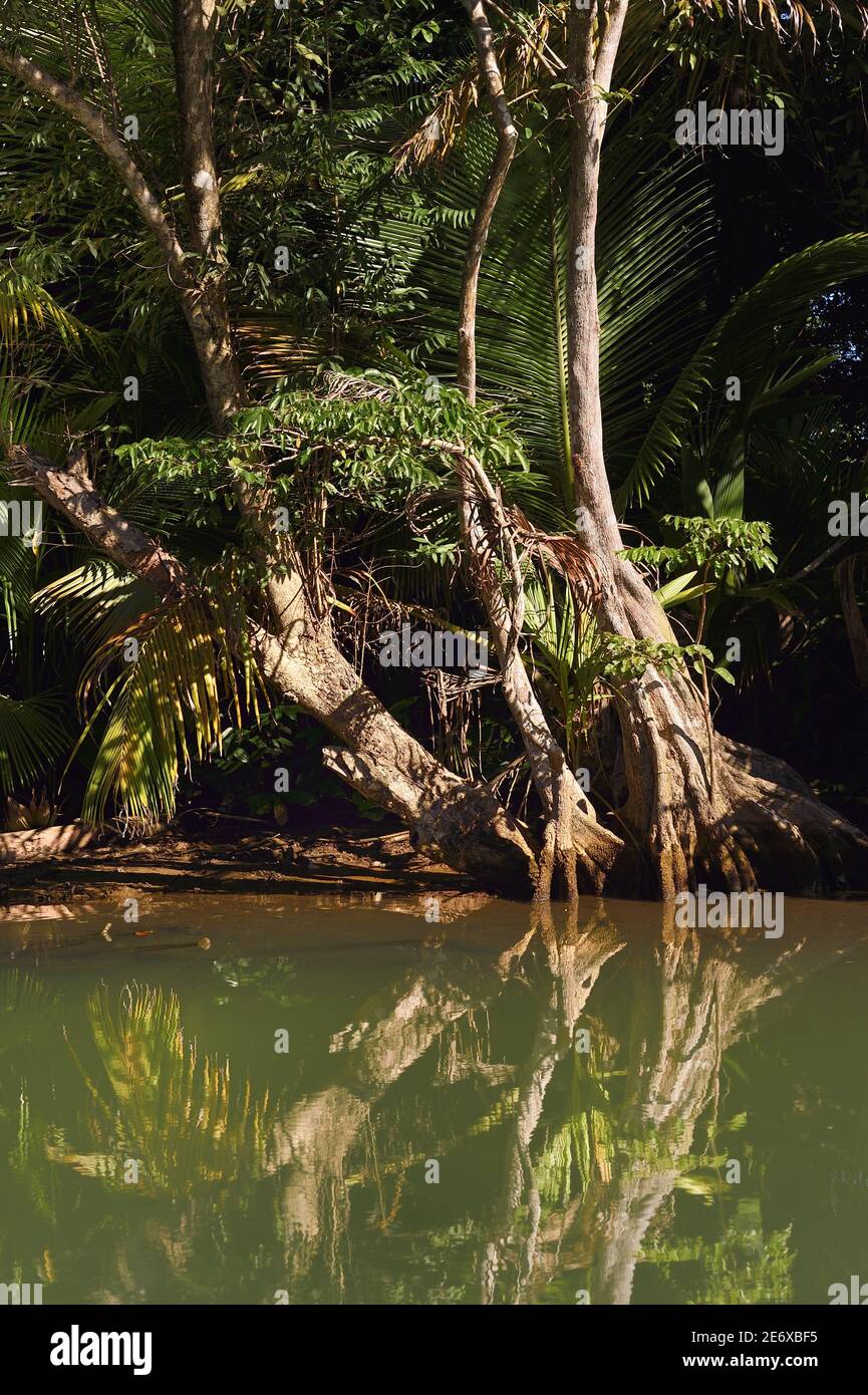 Caraibi, Isola Dominica, Portsmouth, le rive del fiume Indiano Foto Stock