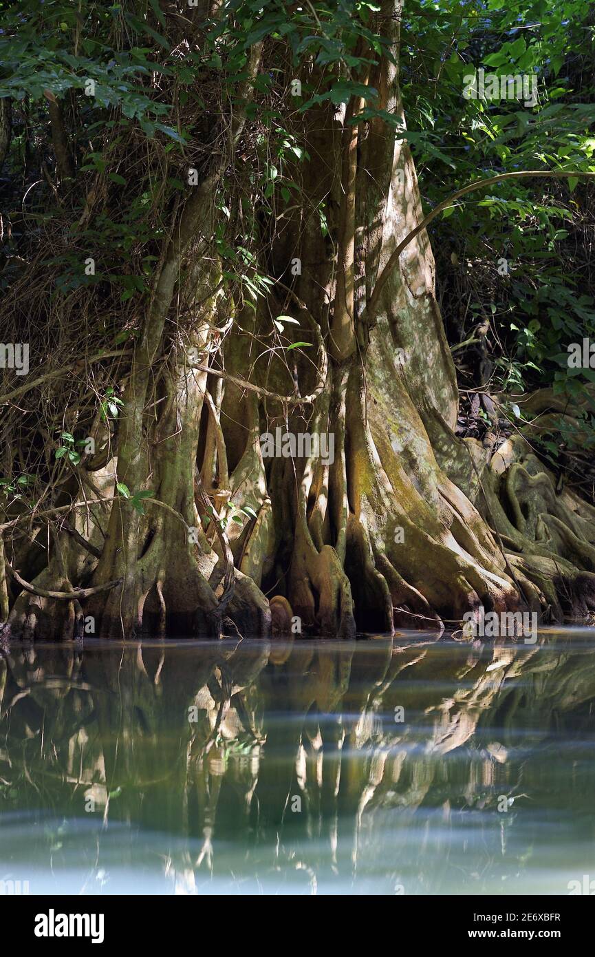 Caraibi, Isola Dominica, Portsmouth, le rive del fiume Indiano, sangue di drago o albero di legno di sangue (Pterocarpus officinalis) Foto Stock
