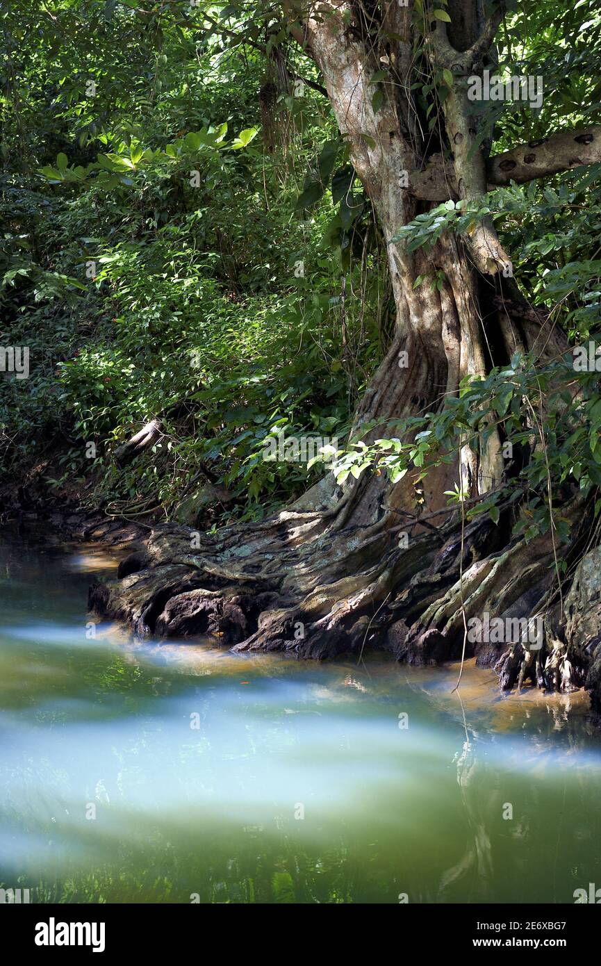 Caraibi, Isola Dominica, Portsmouth, le rive del fiume Indiano, sangue di drago o albero di legno di sangue (Pterocarpus officinalis) Foto Stock