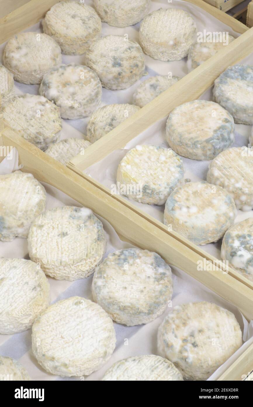 Francia, Allier, Theneuille, Deret & fils, produzione del formaggio cerilly (formaggio di mucca fatto con un mestolo modellato e progettato nel 1961 da Max Deret), cantina di maturazione Foto Stock
