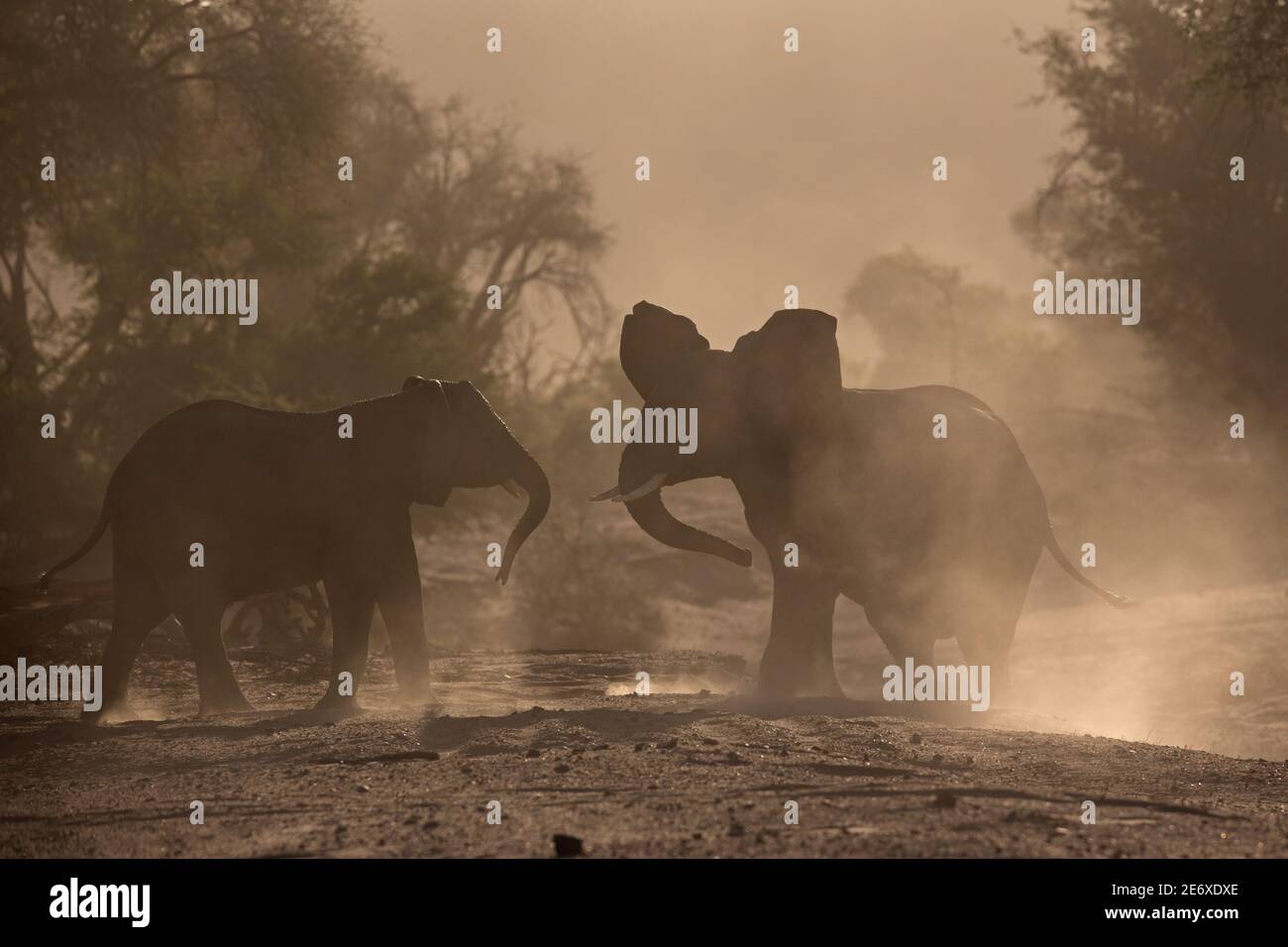 Namibia, deserto del Namib, fiume Huab, elefanti del deserto (Loxodonta africana) Foto Stock