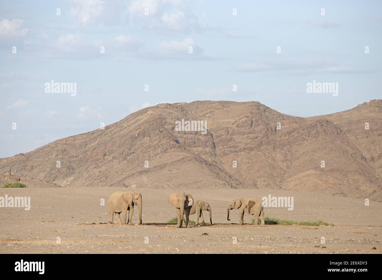 Namibia, deserto del Namib, fiume Hoamid, elefanti del deserto (Loxodonta africana) Foto Stock