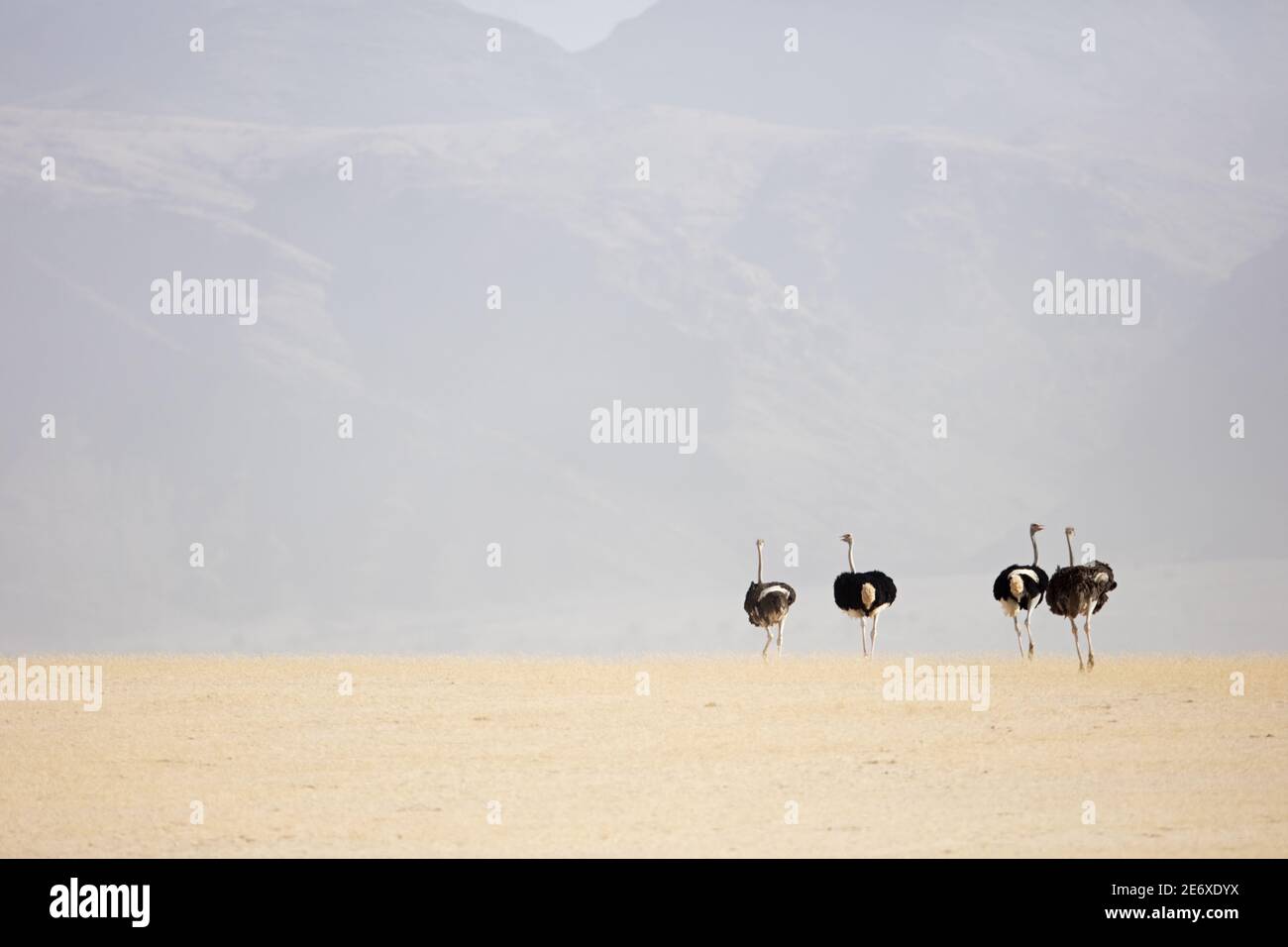 Namibia, deserto del Namib, fiume Hoamid, struzzo africano (Struthio camelus australis) Foto Stock