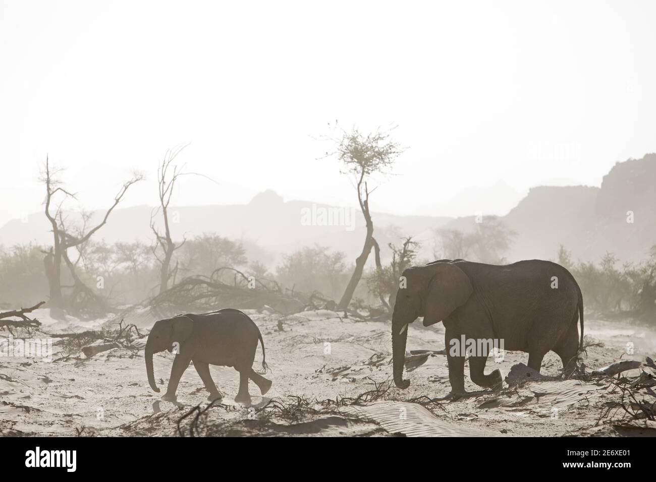 Namibia, deserto del Namib, fiume Huab, elefanti del deserto (Loxodonta africana) Foto Stock