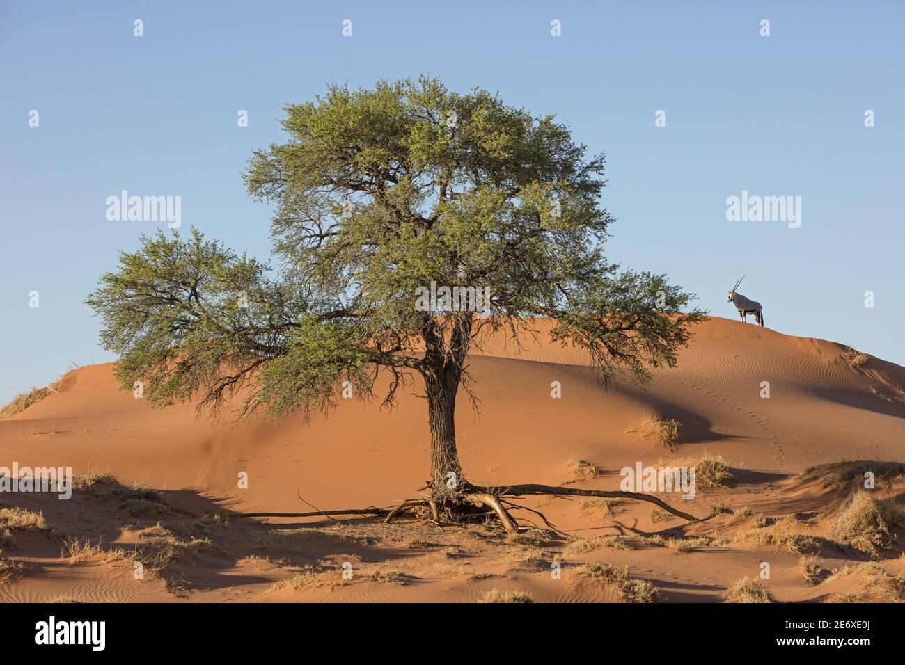 Namibia, deserto del Namib, riserva del NamibRand, gazelle Oryx, Gemsbok, (gazella Oryx) Foto Stock