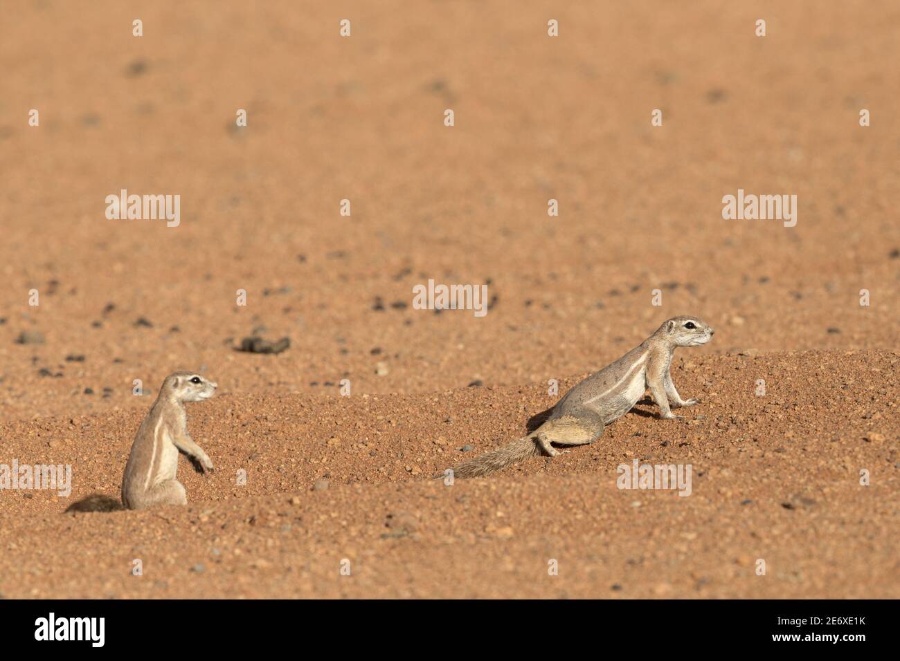 Namibia, deserto del Namib, riserva del NamibRand, scoiattolo burroso (eritropus Xerus) Foto Stock