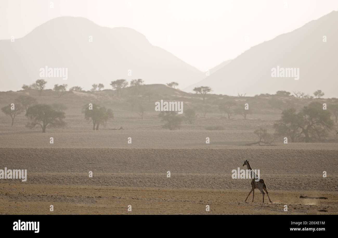 Namibia, deserto del Namib, riserva del NamibRand, giraffe meridionale (Giraffa camelopardalis) Foto Stock