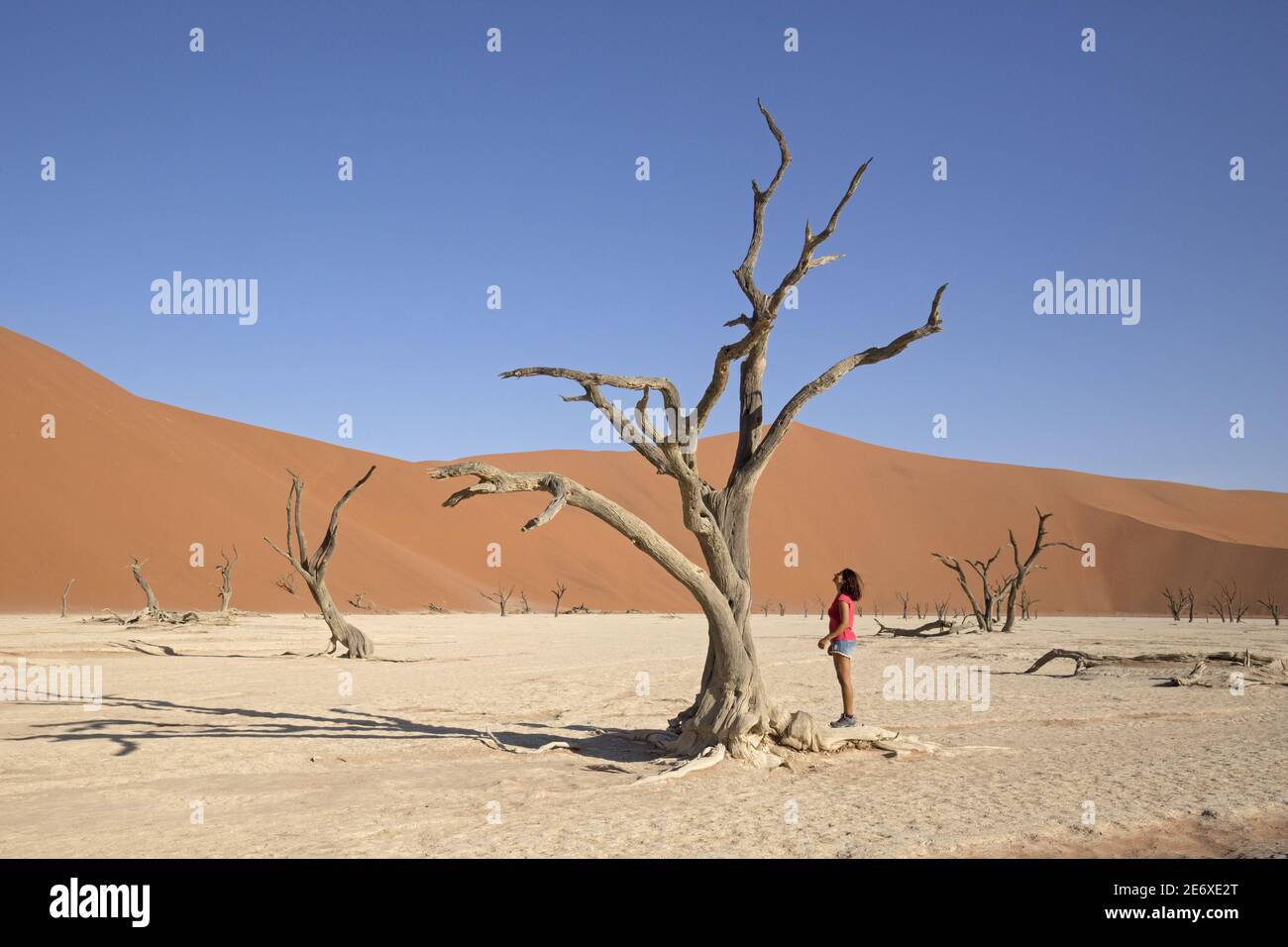 Namibia, deserto del Namib, Sesriem, Dead Vlei Foto Stock
