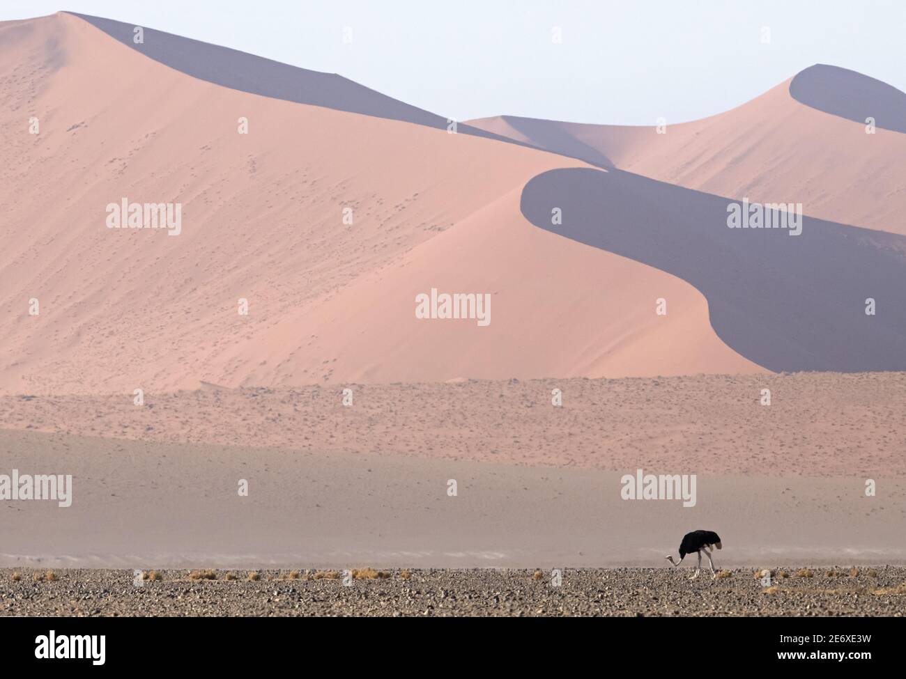 Namibia, deserto del Namib, Sesriem, struzzo africano (Struthio camelus australis) Foto Stock