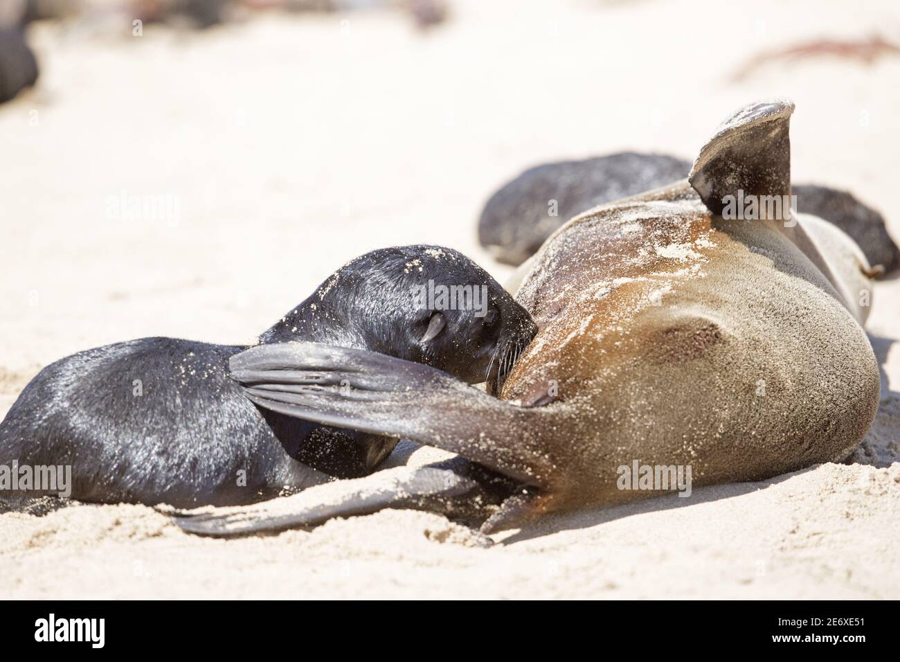 Namibia, baia di Walvis, foche da pelliccia (Arctocephalus pusillus) Foto Stock
