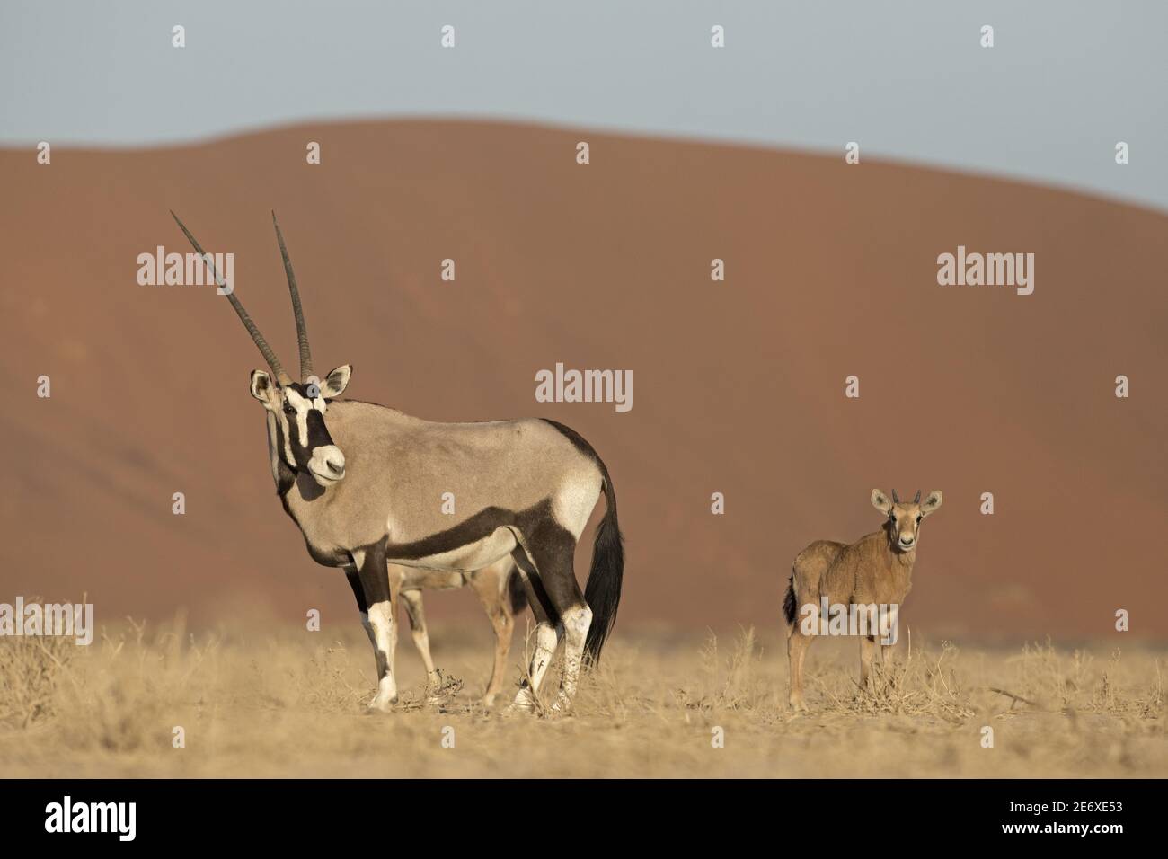 Namibia, deserto del Namib, Sesriem, Oryx gazelle, Gemsbok, (Oryx gazella) Foto Stock