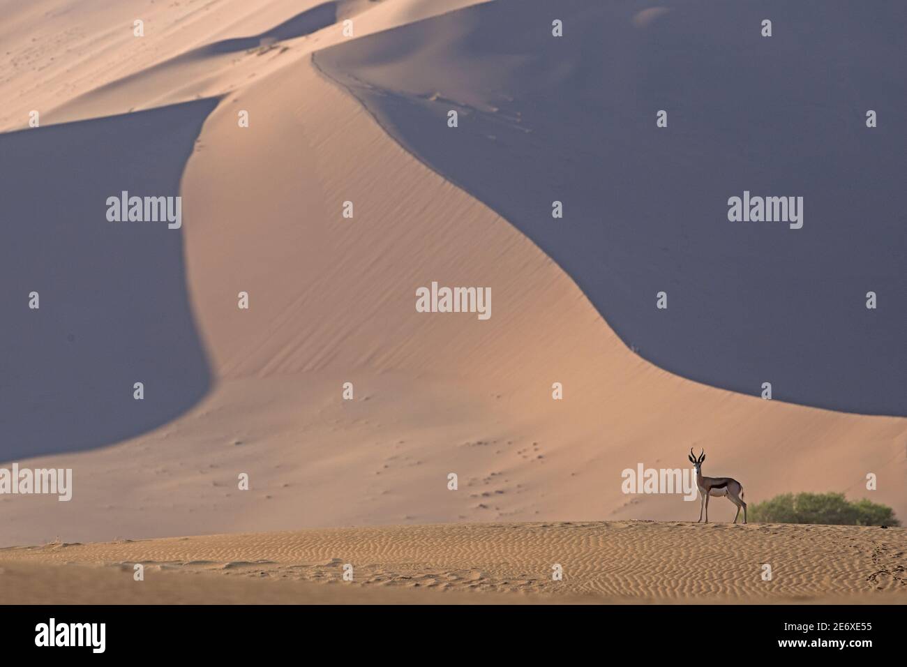 Namibia, deserto del Namib, Sesriem, Springbok, (Antidorcas marsupialis) Foto Stock