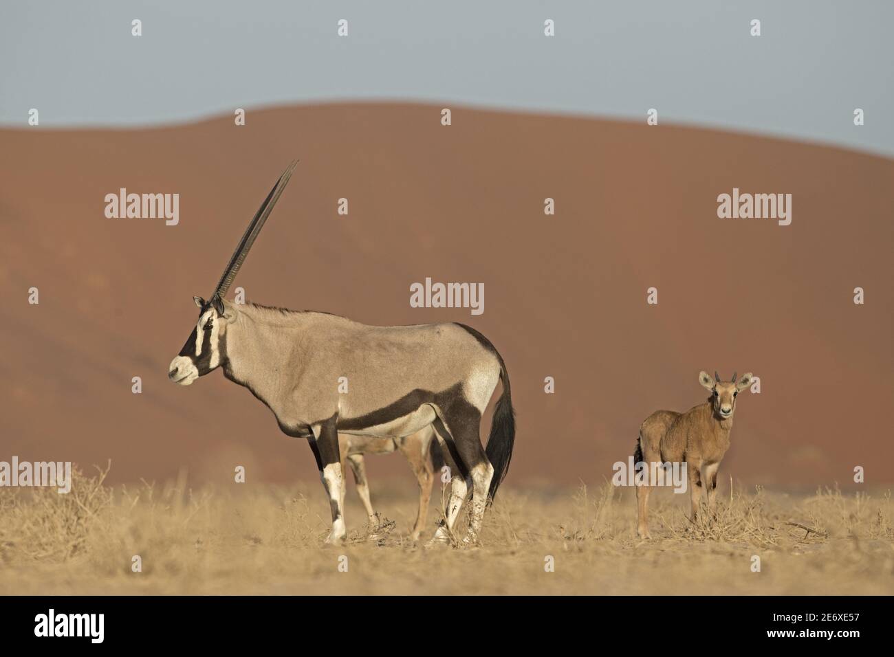 Namibia, deserto del Namib, Sesriem, Oryx gazelle, Gemsbok, (Oryx gazella) Foto Stock