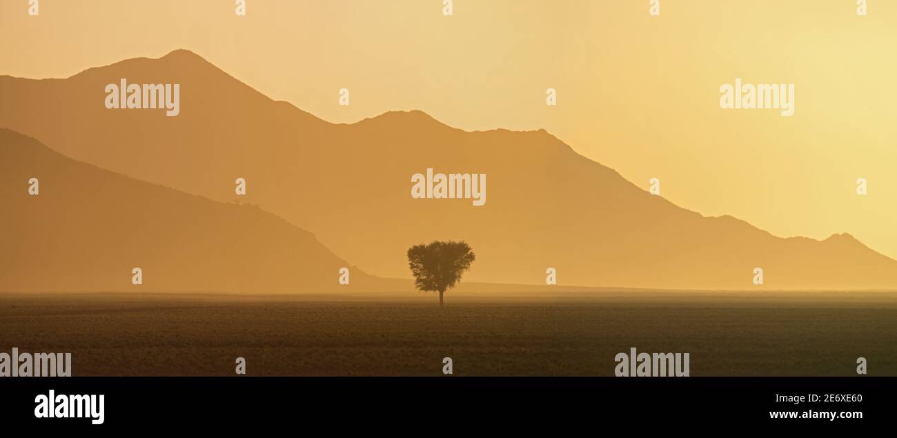 Namibia, deserto del Namib, riserva del NamibRand, albero del tramonto Foto Stock
