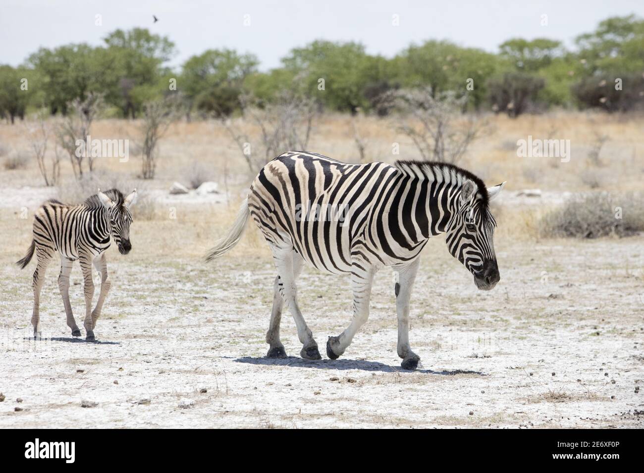 Namibia, Parco Nazionale di Etosha, Zebra di Burchell (Equus quagga burchellii) Foto Stock