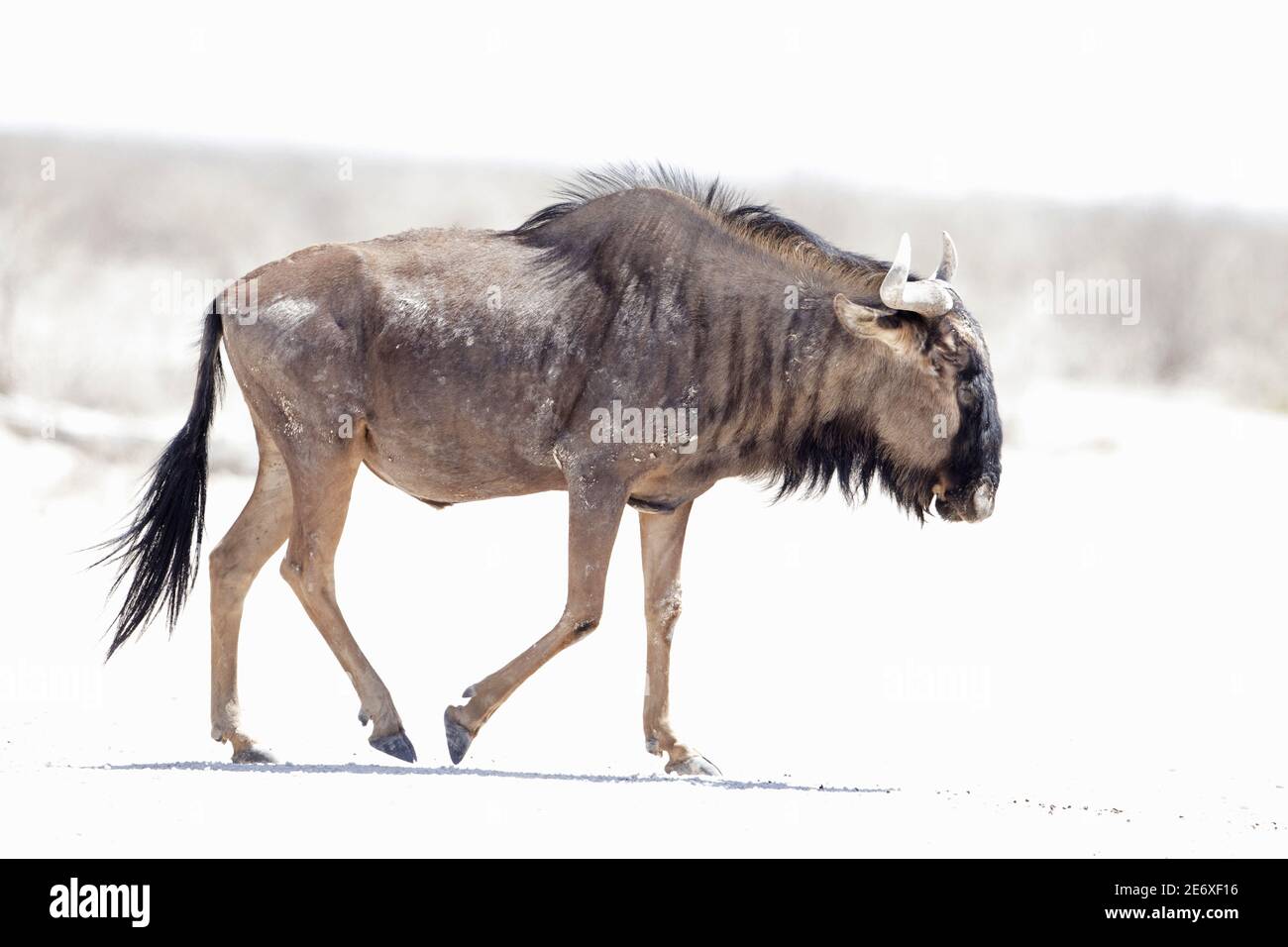 Namibia, Parco Nazionale di Etosha, Wildebeest, (Connochaetes taurinus) Foto Stock