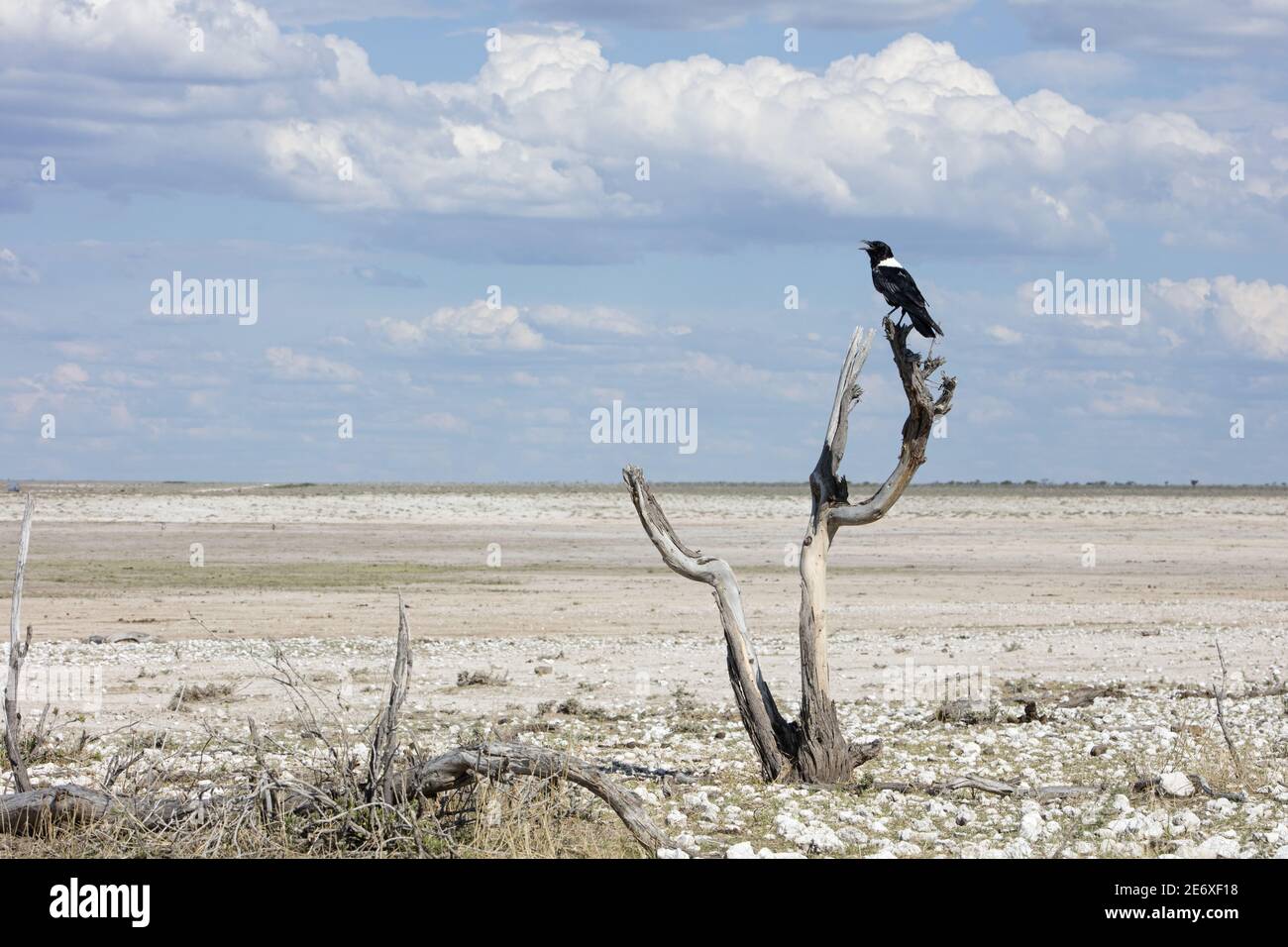 Namibia, Parco Nazionale di Etosha, corvo pied (Corvus albus) Foto Stock