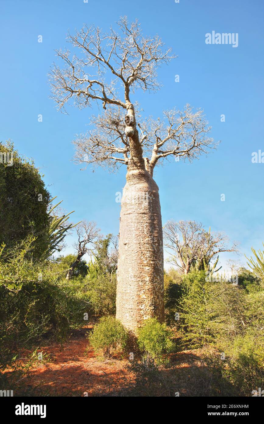 Foresta con piccoli alberi di baobab e polpo, cespugli e erba che crescono su un terreno polveroso rosso Foto Stock