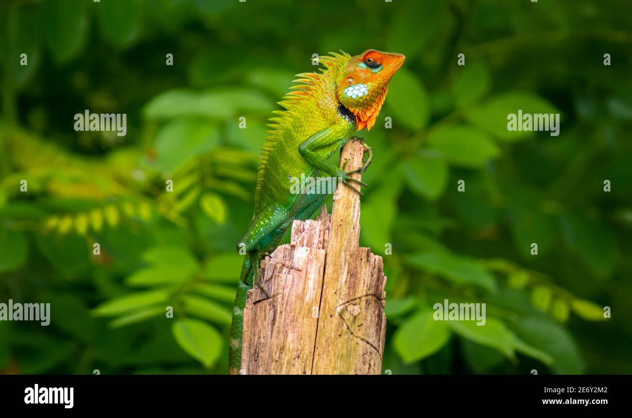 Bella lucertola verde giardino salire e sedersi sulla cima del tronco di legno come un re della giungla, testa luminosa arancione-colorato e forte giallognolo s Foto Stock