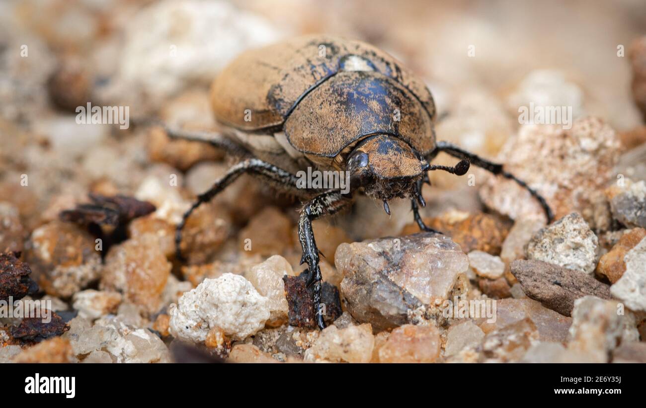 Grande vecchio castano Beetle sul terreno sabbioso, insetti impressionante macro fotografia Foto Stock