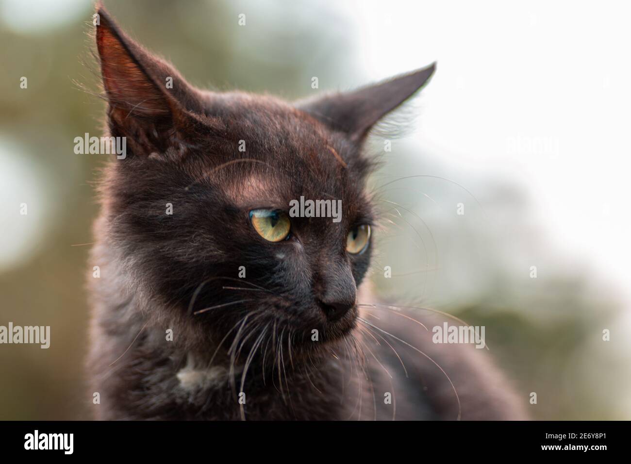 furioso gatto dà una stare, caccia modalità bestia su, occhi ben messi a  fuoco terrorizzati per guardare in, primo piano gatti faccia fotografia,  freddo e anime scure di t Foto stock -