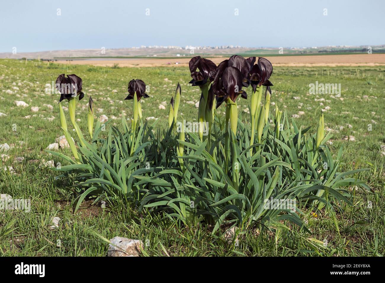 un grappolo di fioritura reale iris nero atrofusca crescente su una collina rocciosa vicino a tel arad con la città Di Arad in israele sullo sfondo Foto Stock