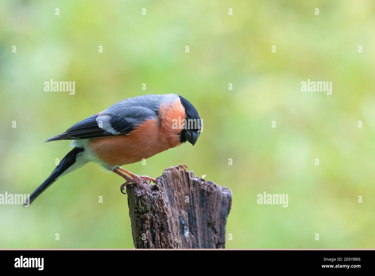 Bullfinch maschio [ Pyrrhula pirrhula ] sul ceppo con fuori di sfondo di messa a fuoco Foto Stock