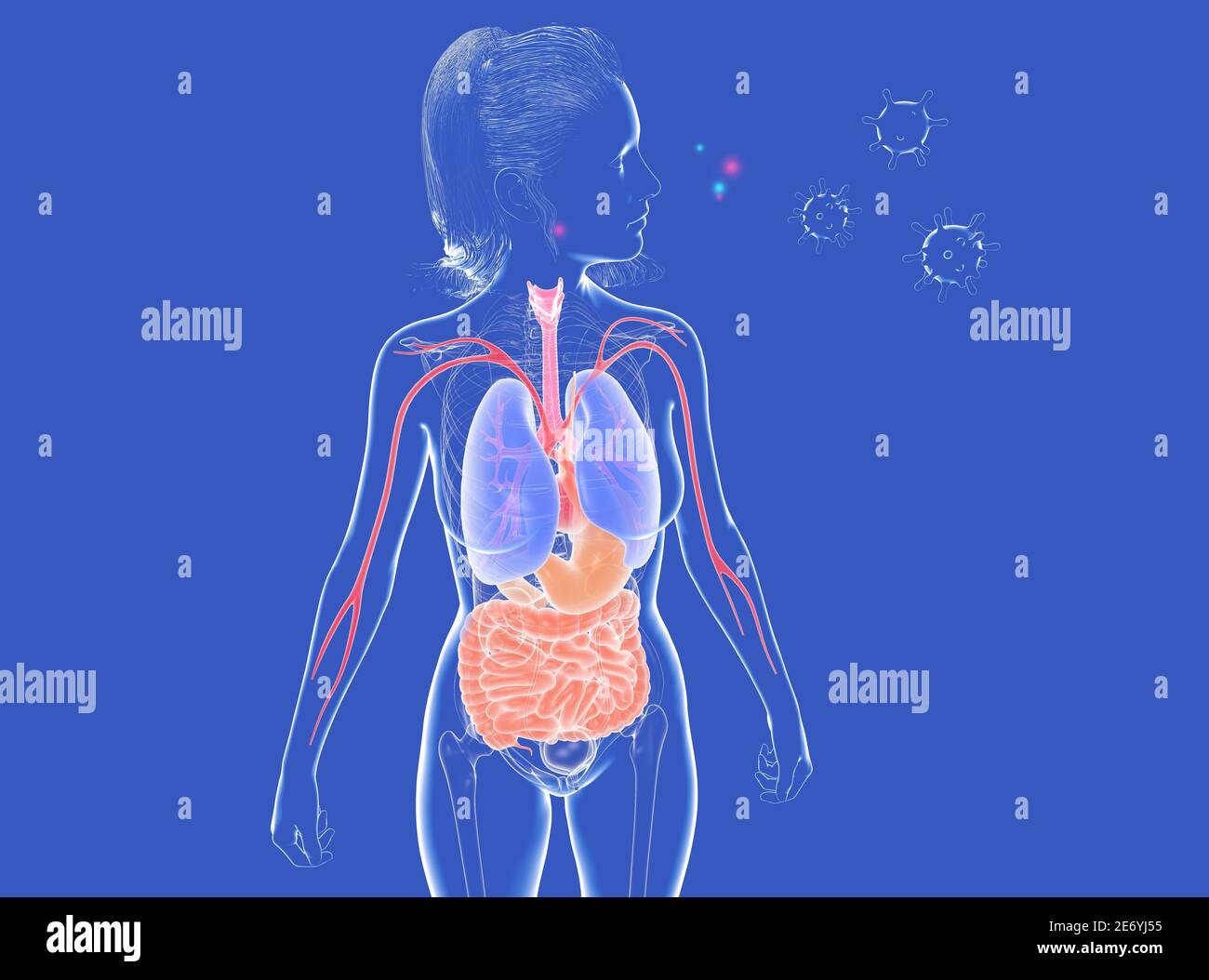 illustrazione 3d dell'anatomia umana femminile minacciata dal virus. Vetro trasparente che mostra i principali organi interni su sfondo blu scuro. Foto Stock