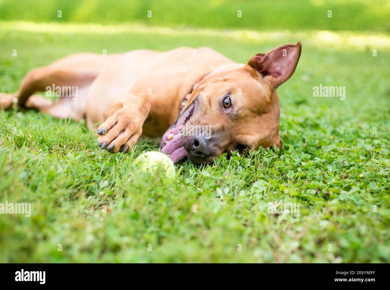 Un Pit Bull Terrier razza mista cane che rotola nel erba e giocare con una palla Foto Stock