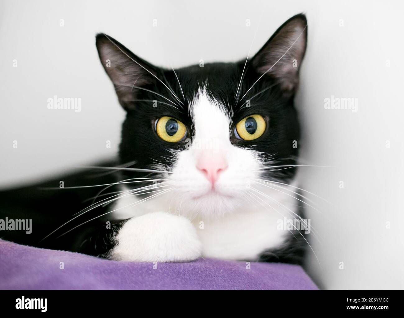 Un gatto corto bianco e nero dagli occhi larghi con dilatato alunni Foto Stock