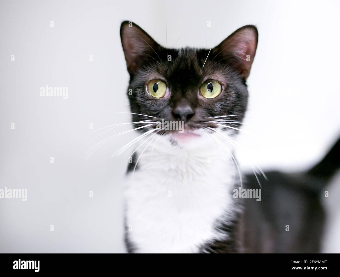 Un gatto nero e bianco shorthair guardando al lato con un'espressione divertente Foto Stock