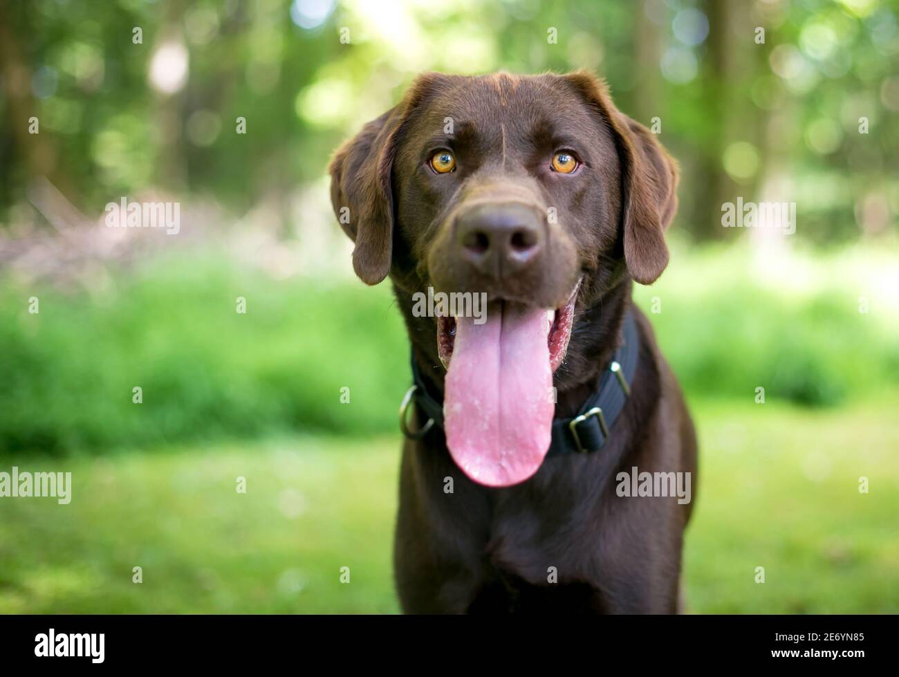 Un cane Labrador Retriever al cioccolato purebred che ansava pesantemente con un linguetta lunga che pende fuori della sua bocca Foto Stock