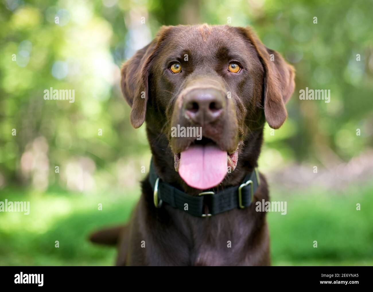 Un cane Labrador Retriever al cioccolato in purebred guardando la fotocamera e la panoramica Foto Stock