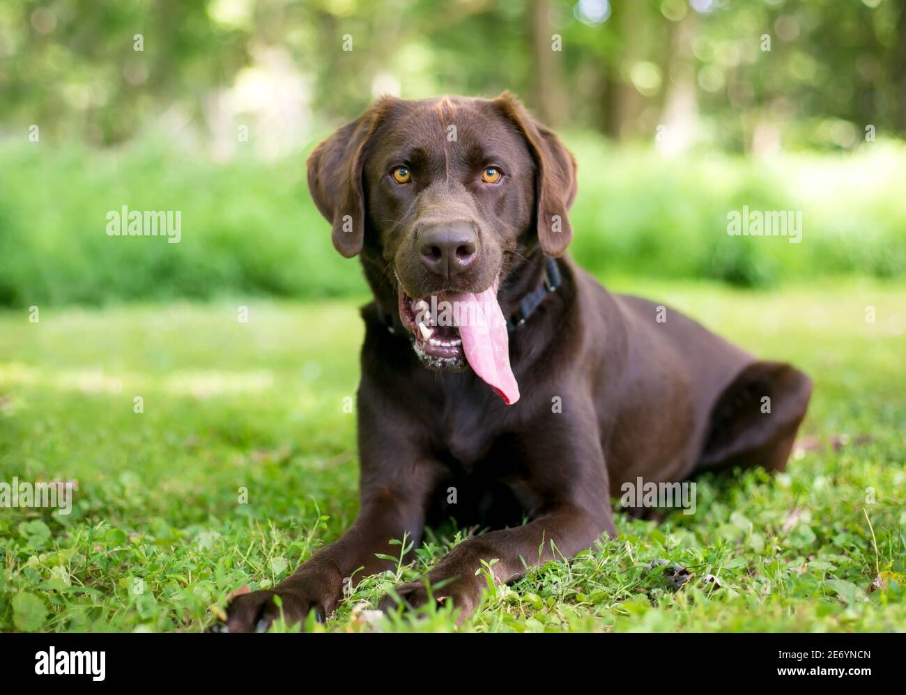 Un cane di Labrador Retriever al cioccolato in purebred sdraiato e ansante pesantemente con una lunga lingua che pende fuori dalla sua bocca Foto Stock