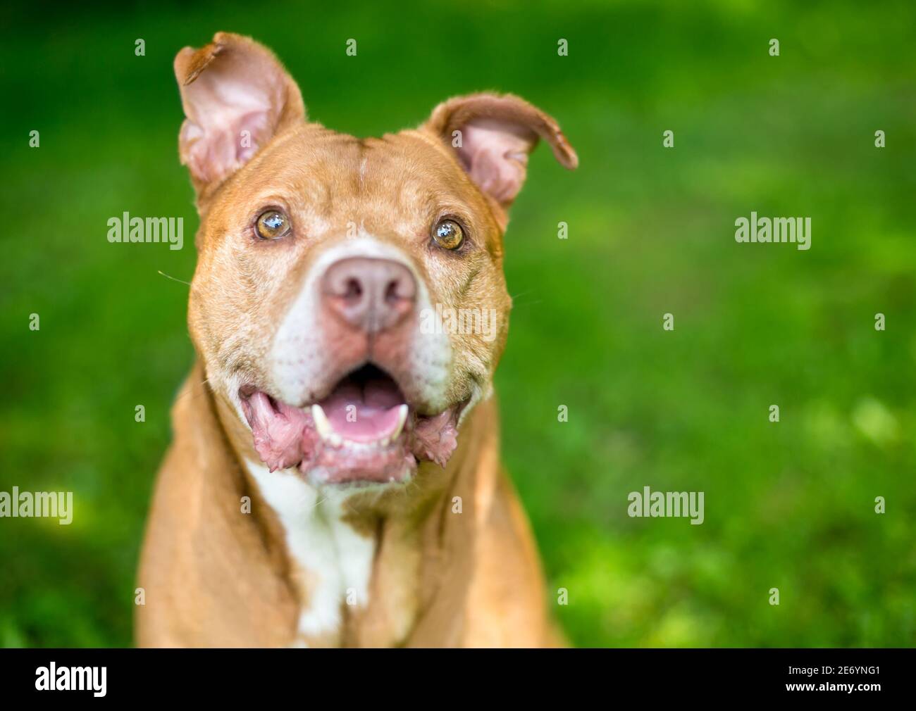 Un anziano rosso e bianco Pit Bull Terrier razza mista cane con orecchie floppy, guardando in su con un'espressione felice Foto Stock