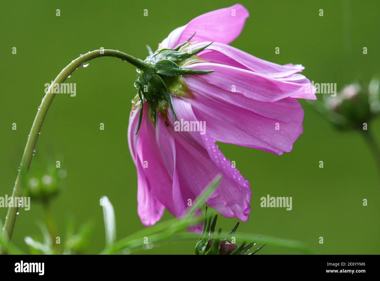 Macro di un singolo cosmo rosa su un verde primavera sfondo Foto Stock