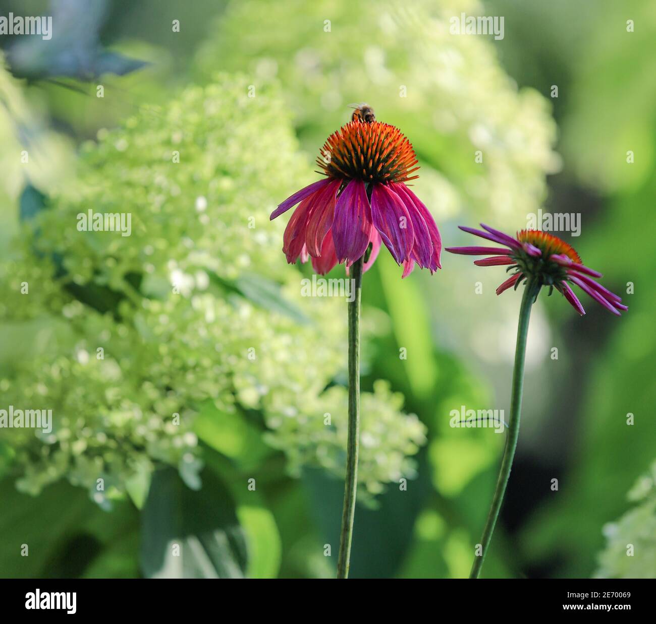 Primo piano di un'ape su un fiore d'api Pink Magnus con testa di semi enorme e molto profumato con idrangea di limelight sullo sfondo Foto Stock
