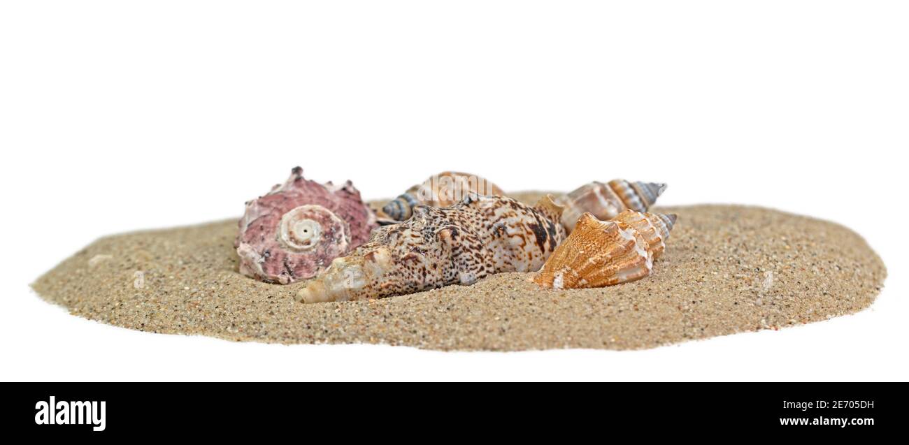 Lumache di mare nella sabbia su sfondo bianco Foto Stock