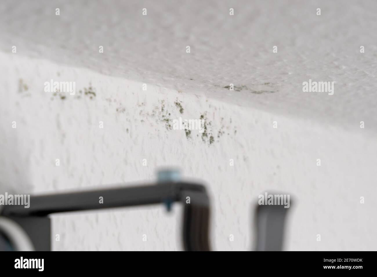 Macchie di muffa verde scuro su una carta da parati di legno di ingrain  bianco sul soffitto di una stanza. Una parete esterna fredda e umida causa  muffa Foto stock - Alamy