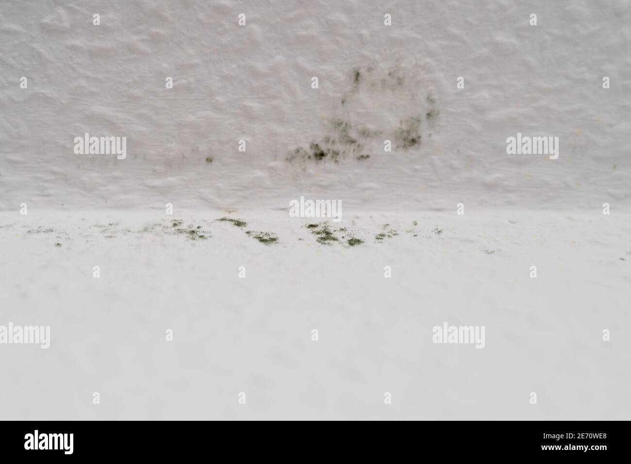 Macchie di muffa verde scuro su una carta da parati di legno di ingrain bianco sul soffitto di una stanza. Una parete esterna fredda e umida causa muffa. Foto Stock