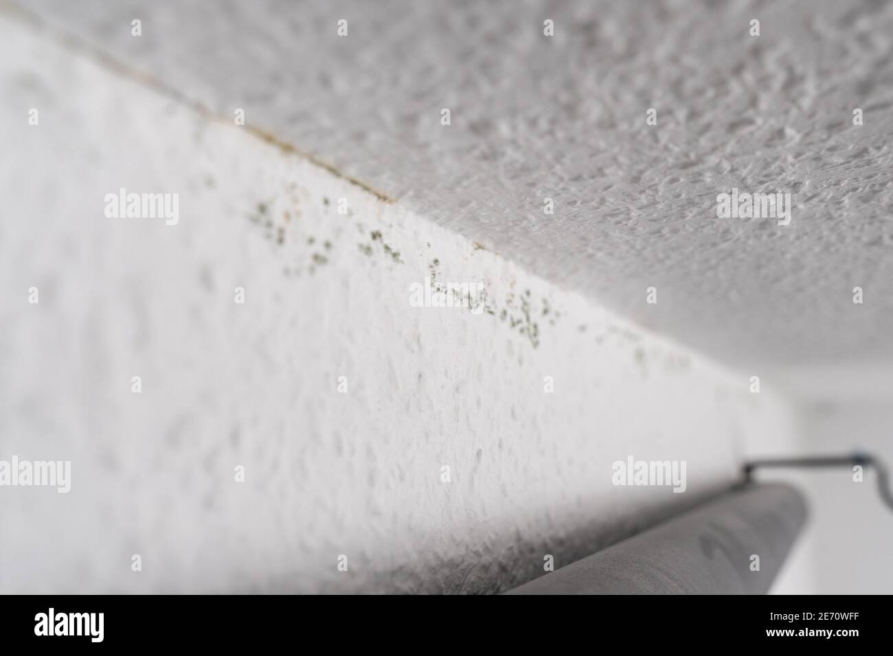 Macchie di muffa verde scuro su una carta da parati di legno di ingrain bianco sul soffitto di una stanza. Una parete esterna fredda e umida causa muffa. Foto Stock