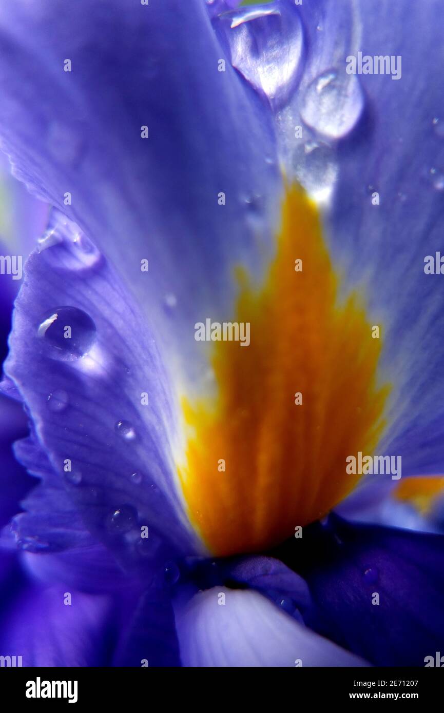 Iris fiore testa primo piano con gocce di pioggia sui petali. Foto Stock