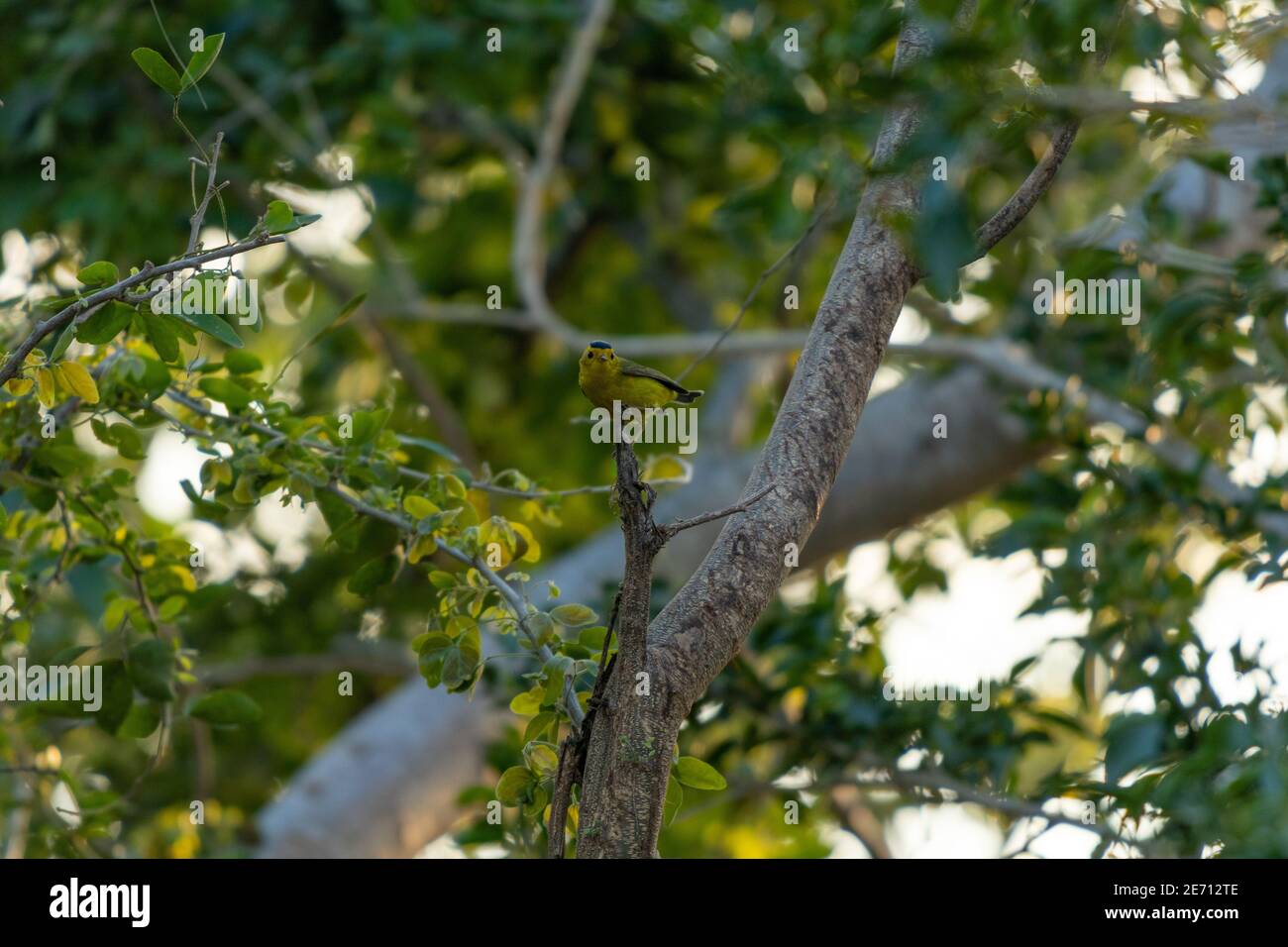 Carino guerriero di Wilson arroccato su un ramo di albero Foto Stock