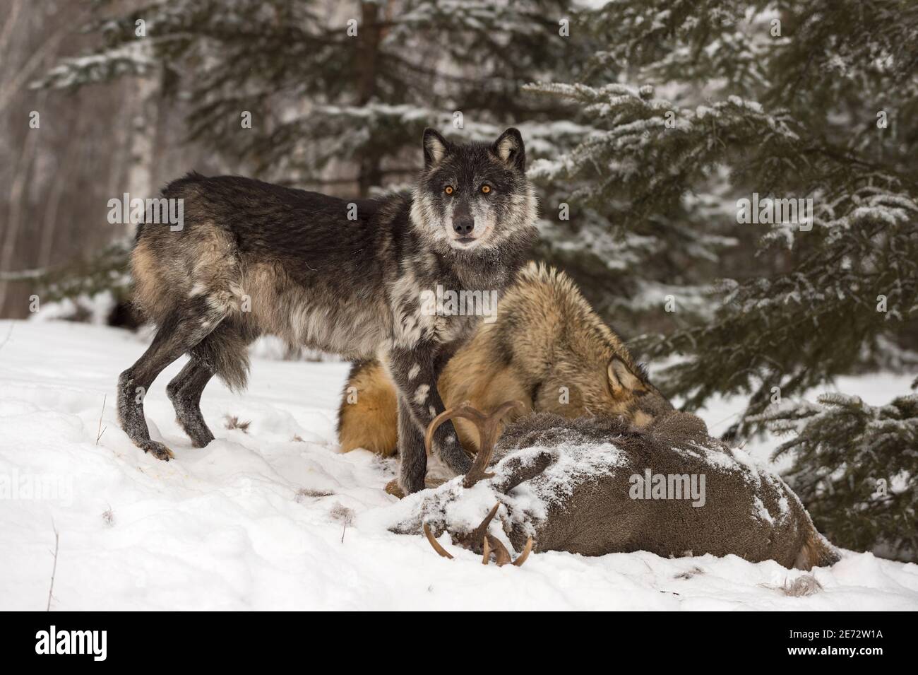 Fase nera (Canis lupus) Looks Up from White-Tail Deer Carena Inverno - Animali in cattività Foto Stock