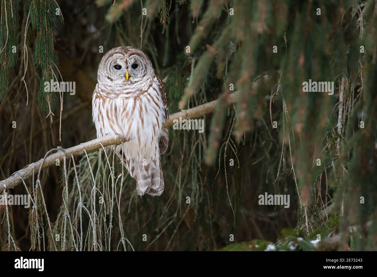 Un gufo sbarrato perches in un albero di pino, alla ricerca di un pasto, alla Lynde Shores Conservation Area in Whitby, Ontario. Foto Stock