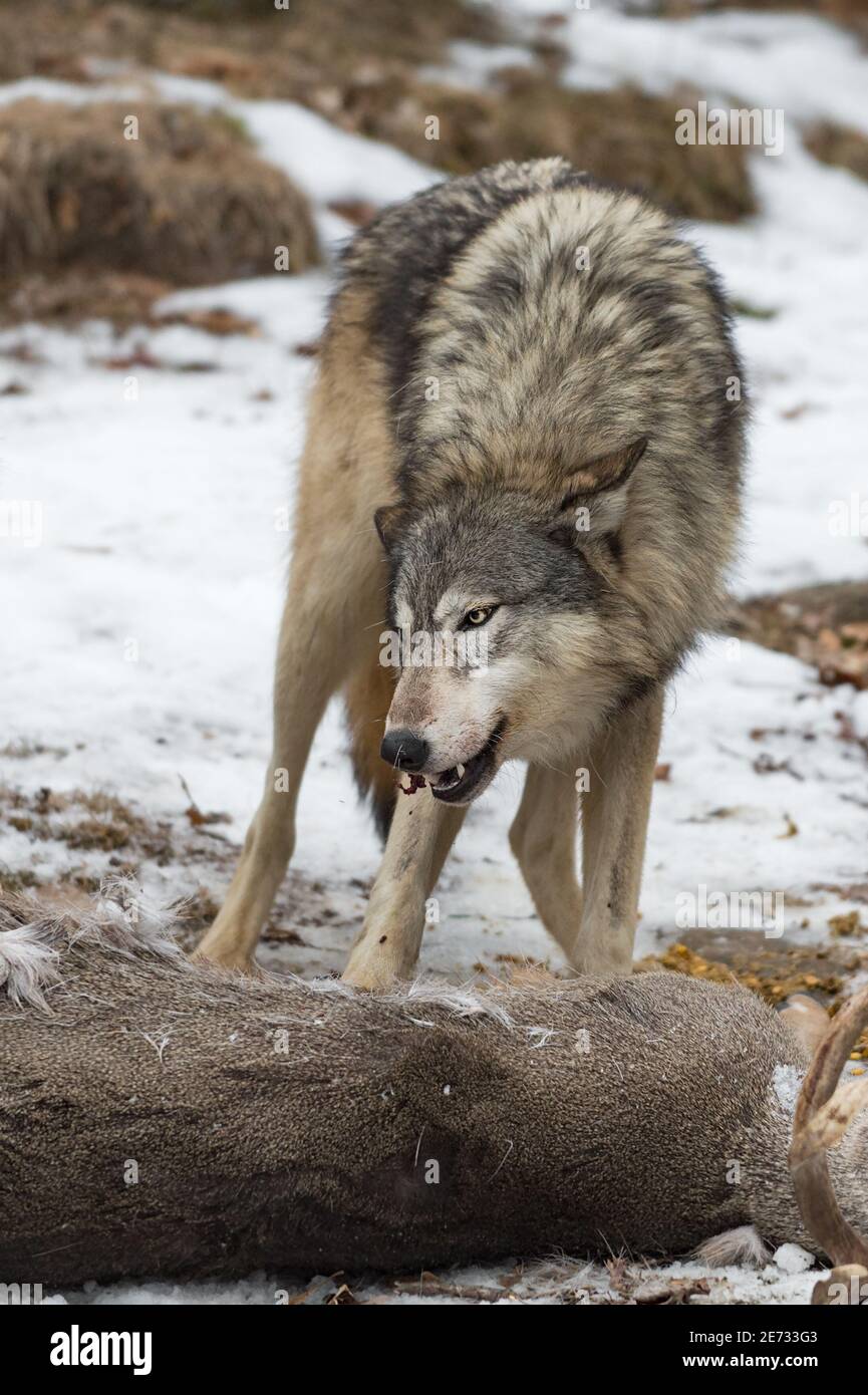 Lupo grigio (Canis lupus) Munghe su carne dalla carcassa del cervo della coda bianca inverno - prigioniera animale Foto Stock