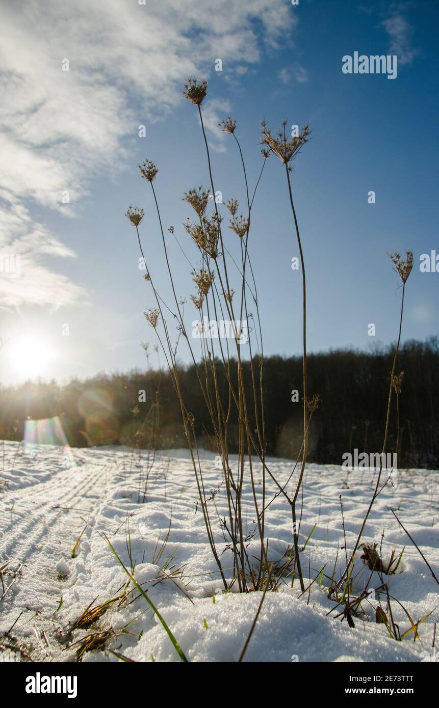 Carote selvatiche secche, carota di sottospecie di carota di Daucus, si trovano di fronte al paesaggio innevato in inverno Foto Stock