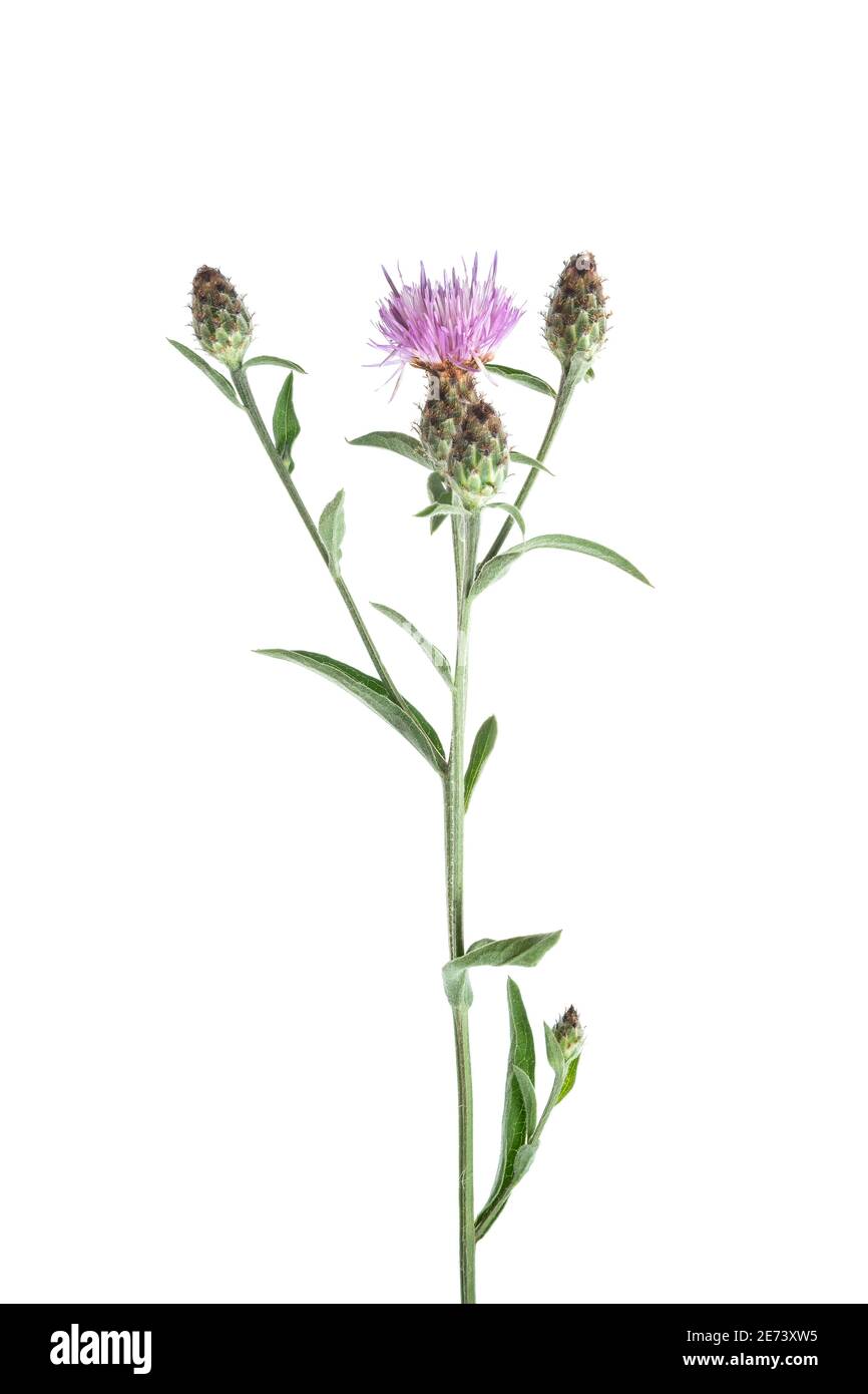 Cardo strisciante (Cirsium arvense) fiore Foto Stock