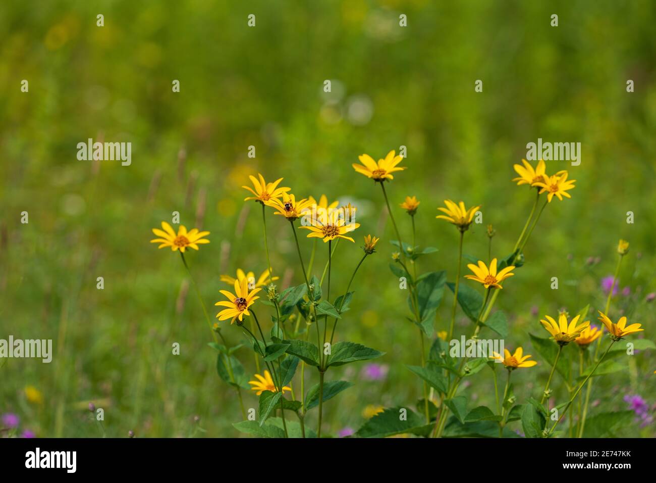 Falso girasole che cresce vicino alla strada nel Wisconsin settentrionale. Foto Stock